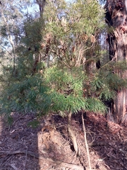Banksia cunninghamii