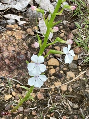 Isotoma hypocrateriformis
