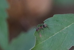 Camponotus rufoglaucus