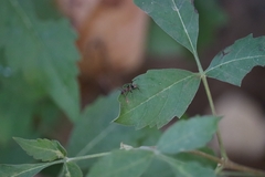 Camponotus rufoglaucus