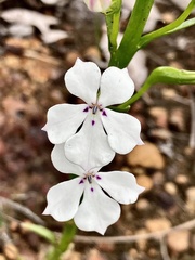 Isotoma hypocrateriformis