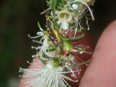 Chauliognathus sydneyanus