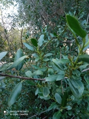 Rhamnus alaternus