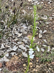 Isotoma hypocrateriformis