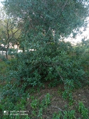 Rhamnus alaternus