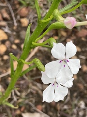 Isotoma hypocrateriformis