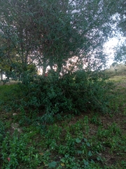 Rhamnus alaternus