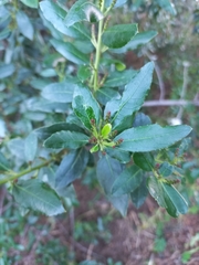 Rhamnus alaternus