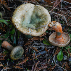 Lactarius aurantiosordidus