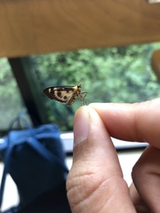Anania hortulata