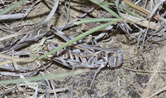 Phlibostroma quadrimaculatum