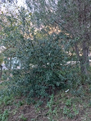 Rhamnus alaternus