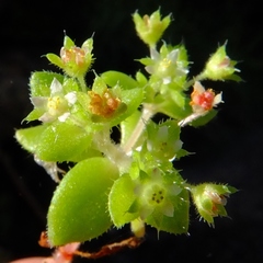 Crassula strigosa