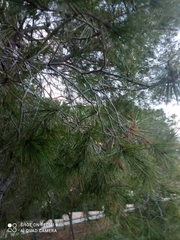 Pinus