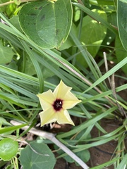 Hewittia malabarica