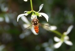 Episyrphus trisectus
