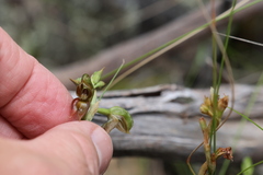Pterostylis squamata