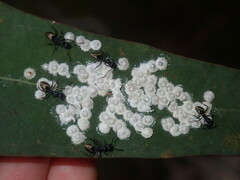 Dolichoderus inferus