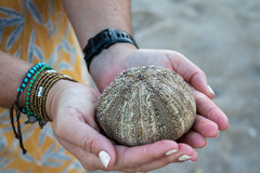 Tripneustes ventricosus