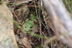 Pterostylis squamata