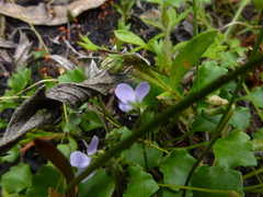 Viola sieberiana