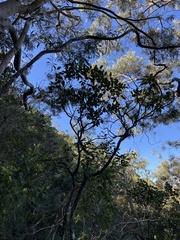 Zanthoxylum kauaense