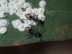 Dolichoderus inferus