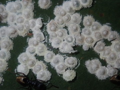 Dolichoderus inferus