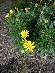 Euryops pectinatus