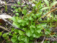 Viola sieberiana