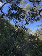 Zanthoxylum kauaense