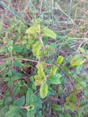 Cistus