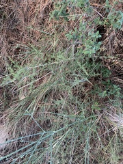 Asparagus acutifolius