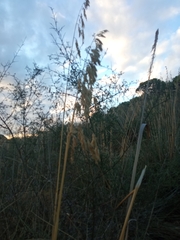 Ampelodesmos mauritanicus