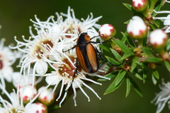 Phyllotocus scutellaris