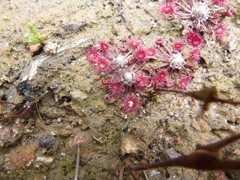 Drosera pygmaea