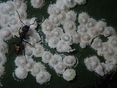 Dolichoderus inferus