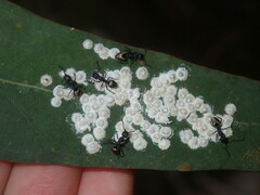 Dolichoderus inferus