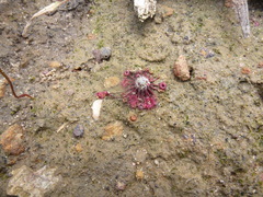 Drosera pygmaea