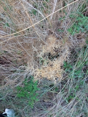 Asparagus densiflorus