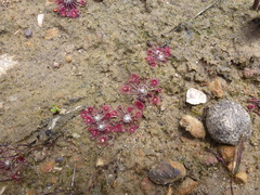 Drosera pygmaea