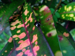 Brachyplatys subaeneus