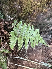 Dryopteris glabra