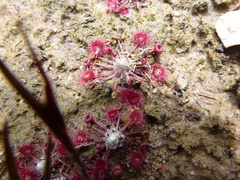 Drosera pygmaea