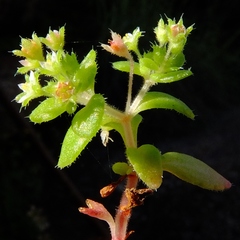 Crassula strigosa