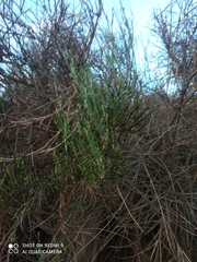 Cytisus oromediterraneus