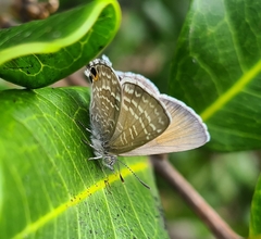 Theclinesthes onycha