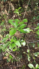 Photinia bodinieri