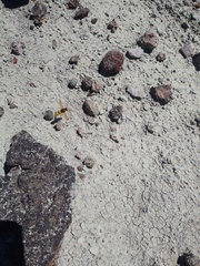 Aculeata