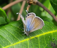 Theclinesthes onycha
